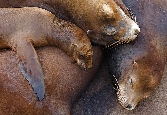 Sea Lions Small Teddy Flovet