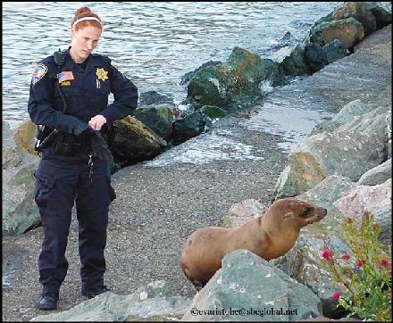 Sea lion by evaristo buendia large