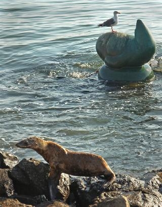 Sea Lion Buendia 1