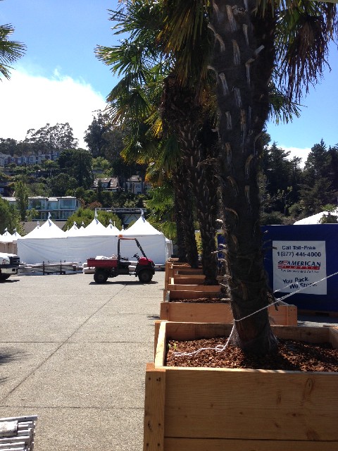 The palm trees are set up along either side of the entrance to the Sausalito Art Festival as workers complete the set-up for 2013.
