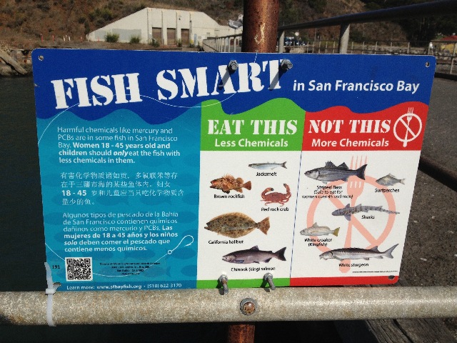 Fishing in Sausalito 