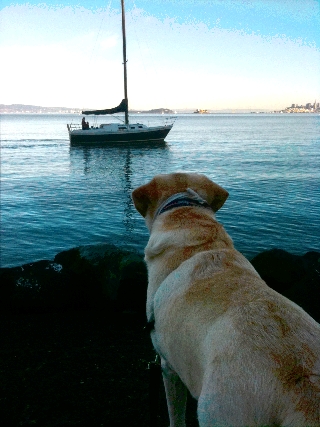 Sausalito dogs