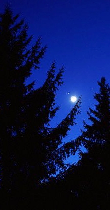 Redwoods at Night by Adam Feuer